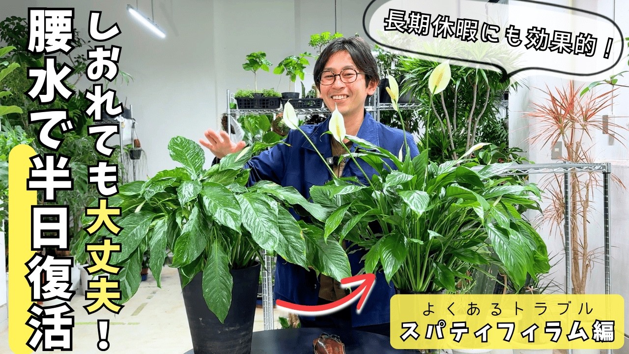 【植物のプロが教える】GW前にやるべき水枯れ対策（スパティフィラム編）
