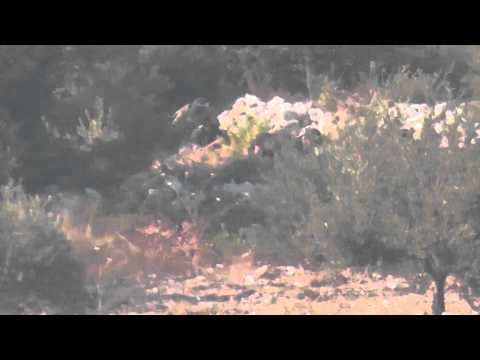 كاميرا المكتب الاعلامي للواء هنانو ترصد الشبيحه خلال محاولاتهم استرجاع قريت بيت الشكوحي 13 8 2013 