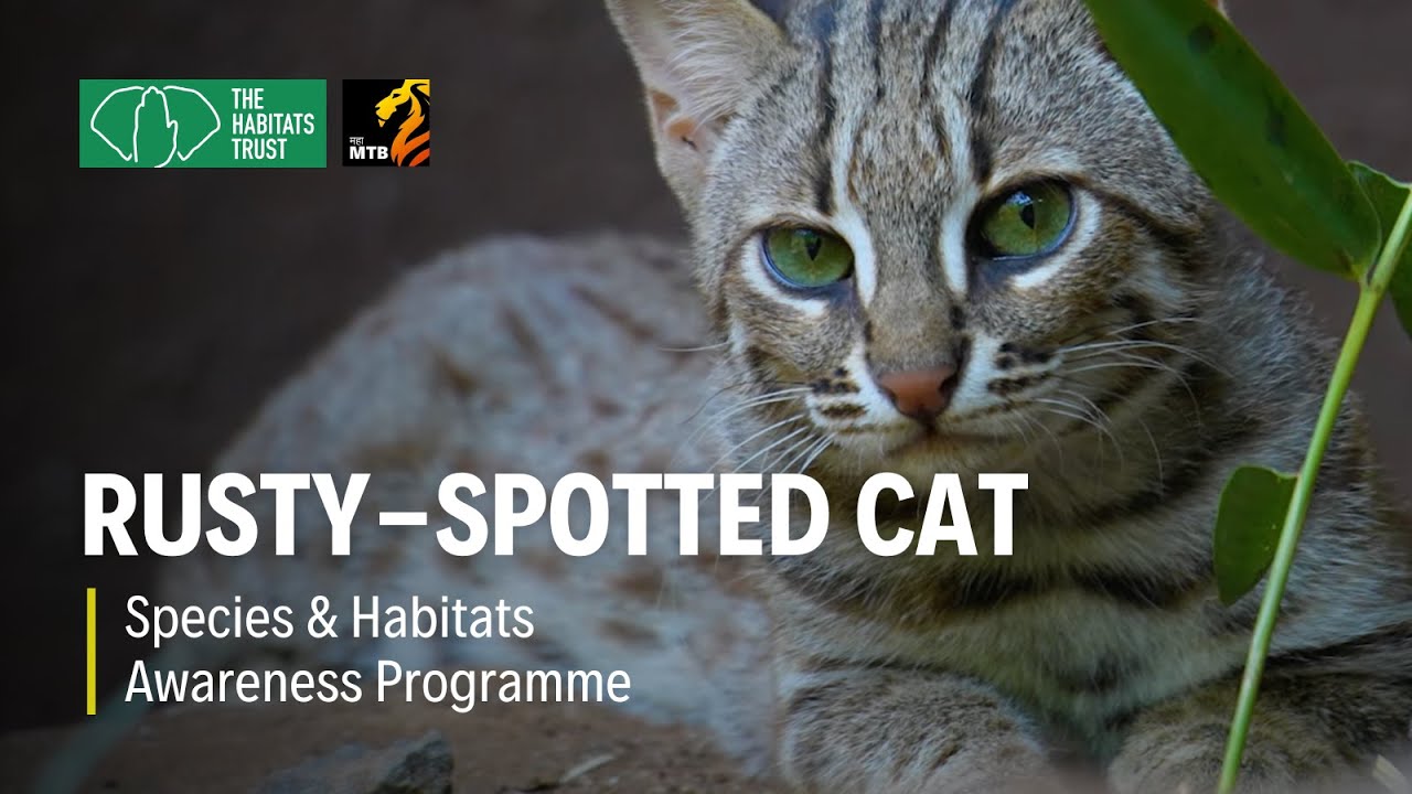 Rusty-Spotted Cat: The Smallest Wild Cat in India | THT Films - YouTube