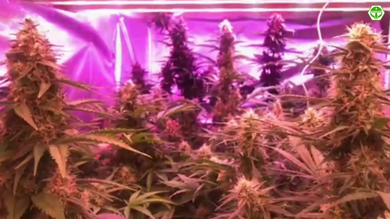 Grow Indoor Marijuana. AUTO FEM. Hemp.