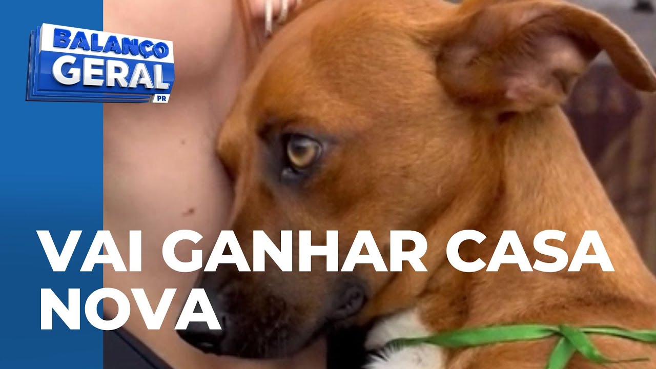 Depois de ser rejeitada em feira de adoção e apelo nas redes sociais