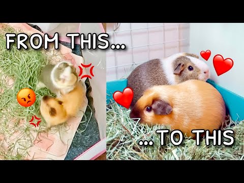 WILL IT BE SUCCESSFUL? // guinea pig bonding vlog //