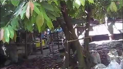 Cocoa Tree: Makes Healthy Superfood Chocolate Candy!