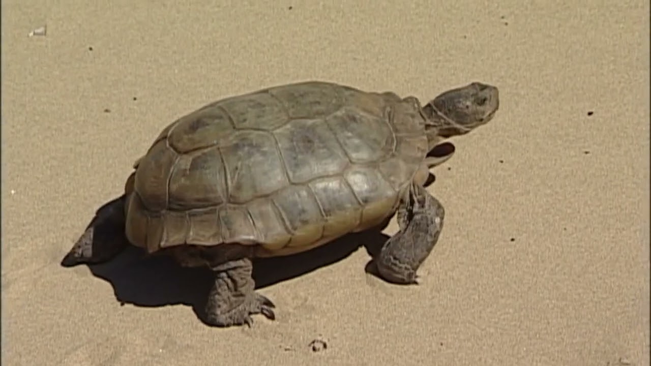 Animal Action - desert wildlife