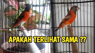 Red Siskin Klasik dan Dilute ( Dewasa ) Inilah Perbedaannya !!