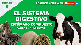 FISIO2_UNIDAD5_SISTEMADIGESTIVOCOMPUESTO