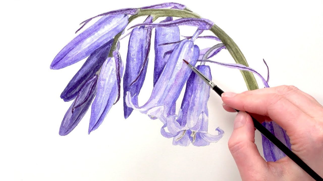 How To Paint Iridescent Bluebells In Watercolour With Anna Mason Youtube