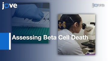 Methods To Assess Beta Cell Death Mediated By Cytotoxic T Lymphocytes l Protocol Preview