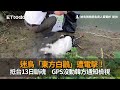 迷鳥「東方白鸛」遭電擊!抵台13日斷魂 GPS沒動韓方通知檢視