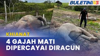 GAJAH MATI | 4 Gajah Mati Disahkan Ibu Bersama 3 Anak Jantan
