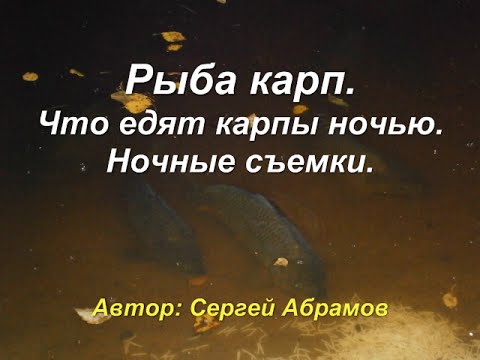 Рыба карп. Что едят карпы ночью. Ночные съемки.