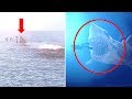 5 Real Life Megalodons Caught On Camera