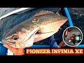 WILD FISH | THE POWER OF PIONEER INFINIA XE CATCHING DOGTOOTH TUNA AND THRESHER SHARK AGAIN