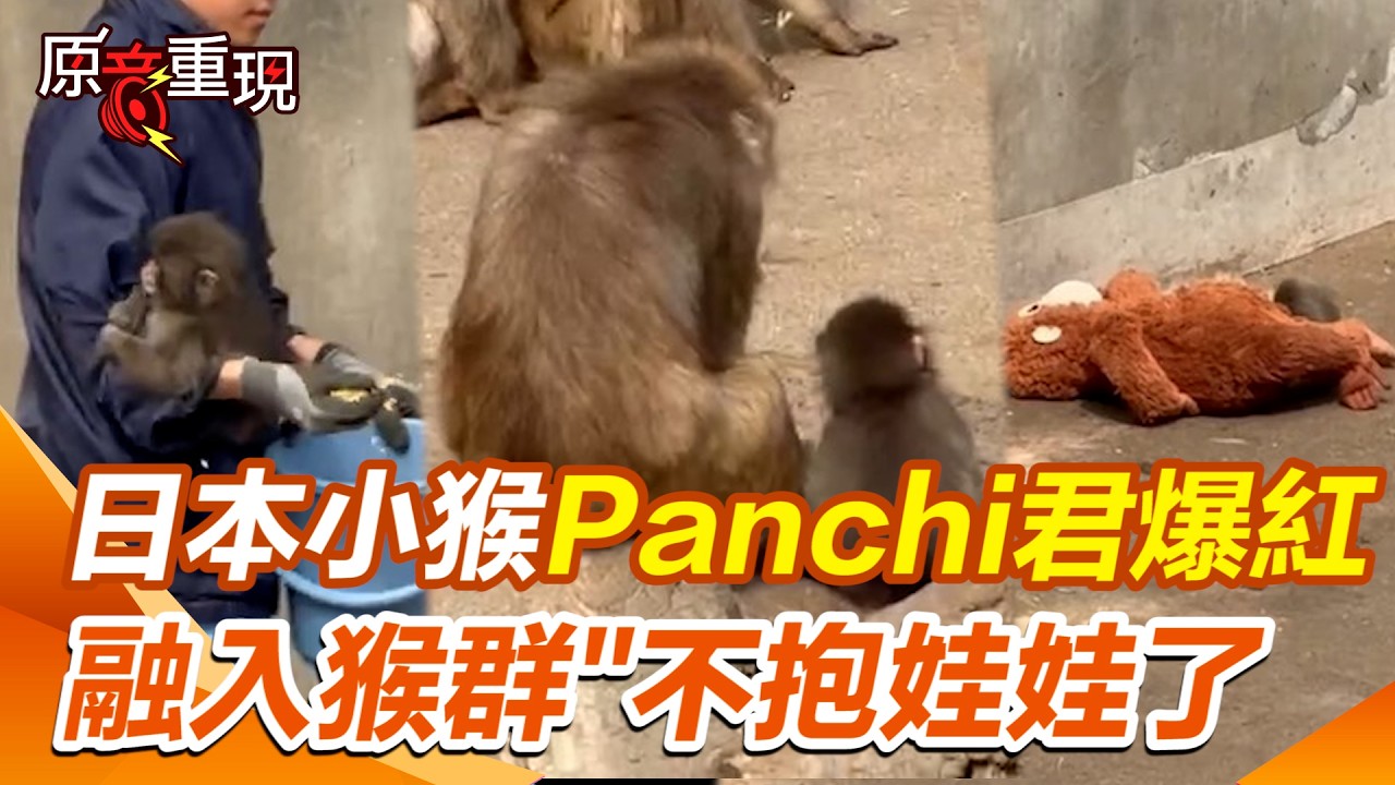 【#原音重現】日本小猴Panchi君最新現況曝光！驚喜融入猴群「不需要娃娃了」XD！超萌模樣一夕爆紅變身超級巨星…連白宮也加入「全球姨母」行列｜三立新聞網 SETN.com