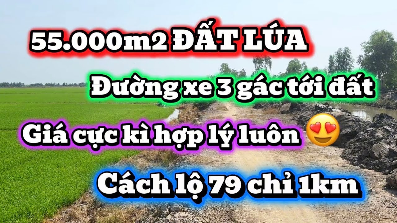( số 36 ) 55 công siêu đẹp - giá đầu tư - đường đi thuận tiện tại Kiến Tường - Long An