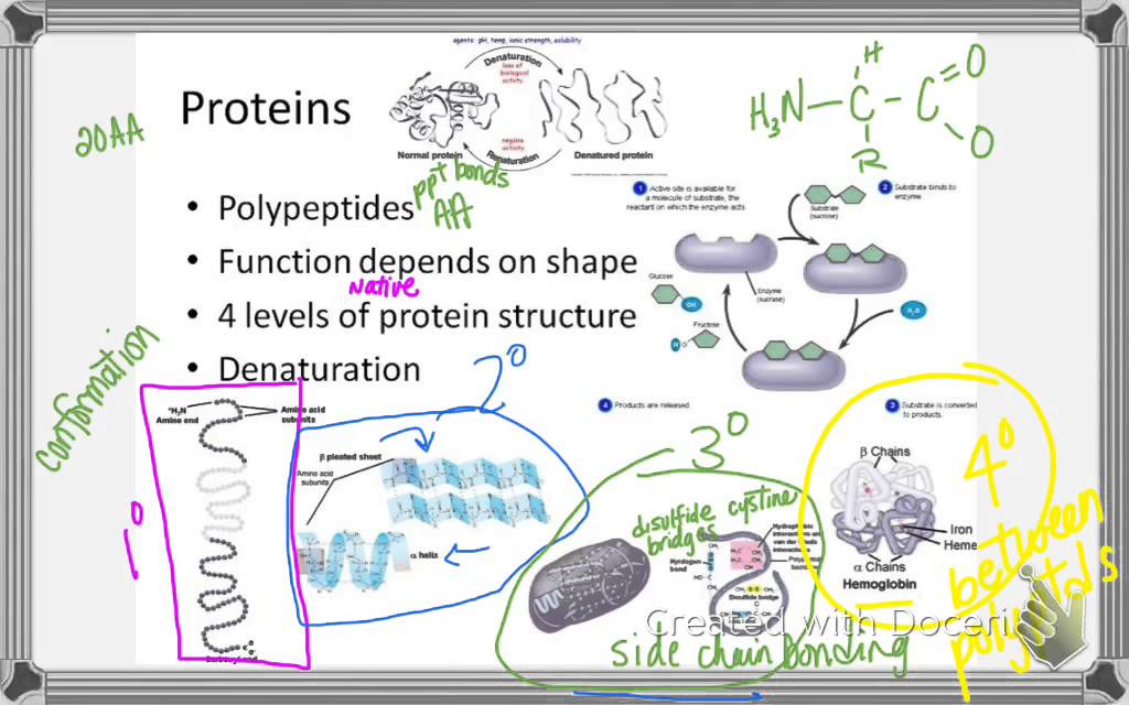 Macromolecules: Proteins & Nucleic Acids - YouTube