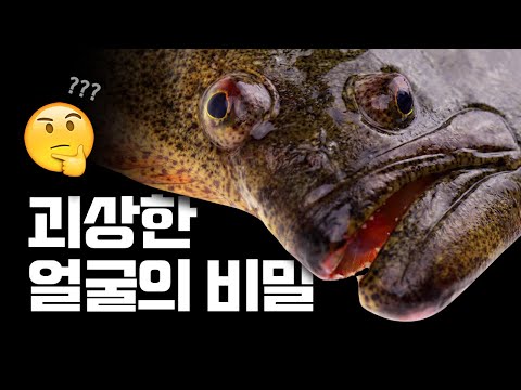 생긴거 실화...? 넙치는 어쩌다 이렇게 됐을까? 대칭과 비대칭의 과학