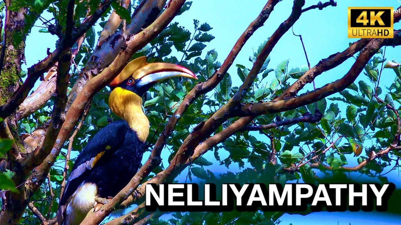 നെല്ലിയാമ്പതി കാട്ടിൽ താമസിക്കാം | Nelliyampathy Pakuthi Palam KFDC Forest Lodge | 4K UHD