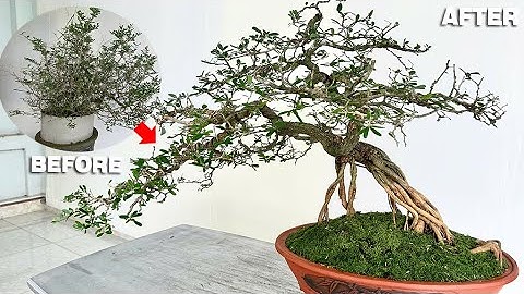 Pruning and shaping a bonsai from a dense bush