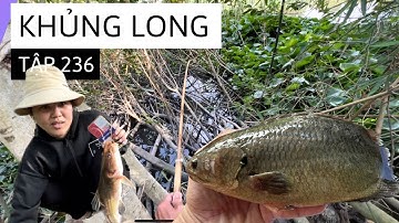 Tập 236 - Nhấp Được Cá Rô Khủng Dưới Bụi Tre