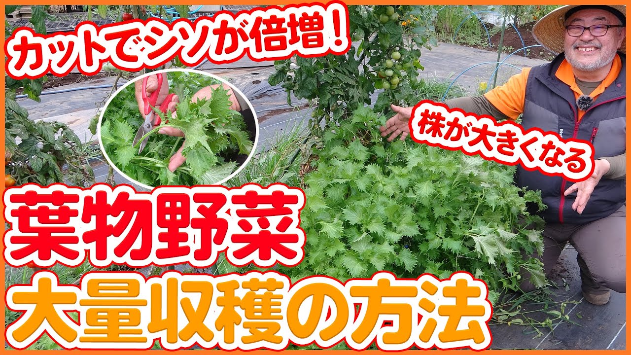 家庭菜園で大量 無限収穫の葉物野菜の摘葉 摘芯方法を解説 シソ コンパニオンプランツのバジル収穫や空心菜 モロヘイヤなども紹介 Youtube