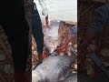 Katla & Patan Fish Hunt | Krishna River Fishing Adventure 🎣🔥#fishing #fish #love #gosainkundalake