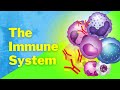 Understanding the Immune System