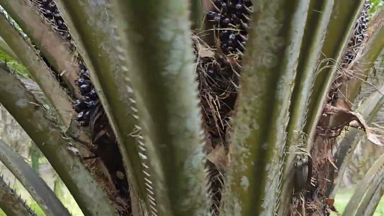 PPKS 718 umur 5 Tahun 7 Bulan