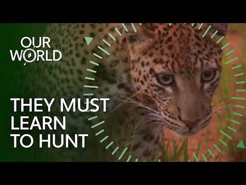 Can These Captive Cheetahs Survive in the Wild? (4K Documentary)