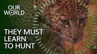 Can These Captive Cheetahs Survive in the Wild? (4K Documentary)