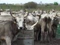 Тиса-1."Сірі  корови" на Берегівщині.