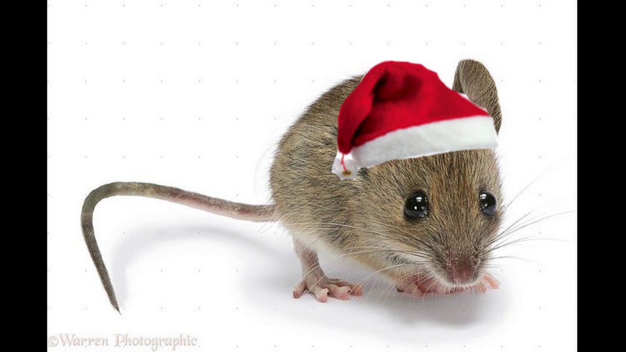 Le Chat Chante Noel Avec Les Souris Youtube Le Chat Chante Noel Avec Les Souris Youtube