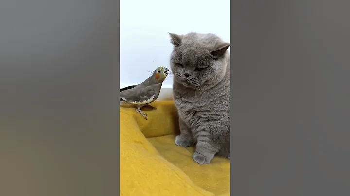 Watch the video about Lovely Funny Cats😍😋 [ 3 ] #shorts #catcute #funnycats