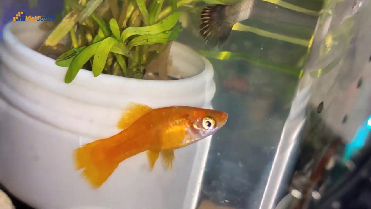 Thế giới trong bể cá mini - Setup bể cá cảnh để bàn đơn giản mua trên ...