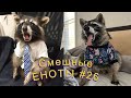 Cмешные ЕНОТЫ #26 / Приколы с ЕНОТАМИ 2022 / Funny Raccoons.