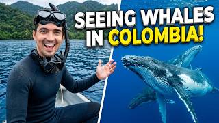 Can You Really See Whales In Bahía Solano, Colombia?