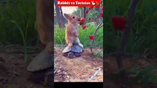 Cute Rabbit vs Tortoise  Funny  video  | #shorts #shortsfeed #animals #funny
