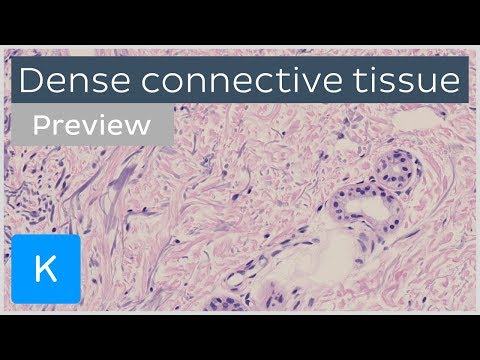 Dense connective tissue: types and function (preview) - Human Histology | Kenhub