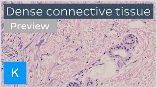 Dense connective tissue: types and function (preview) - Human Histology | Kenhub