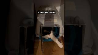 Путешественники всегда на чемодане ##shortsvideo #cat #live #общение #обсуждение #mood #tv