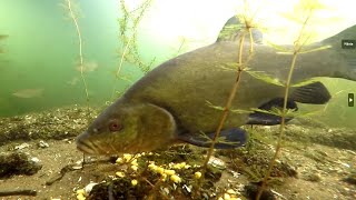 Tench reacting to being fed with sweetcorn underwater camera