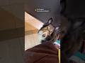 TSA with a service dog crash course! #viral #shorts #servicedogs #dogs #airport #lax #ewr #flying