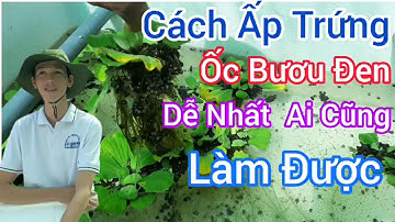 Cách Ấp Trứng Ốc Bươu Đen Tại Nhà Dễ Làm Nhất  | Trại Ốc Bươu Giống Mê Kông