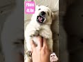 Tà Nh HẠNh Was Tickled To Death Two Little Cute Puppies Puppies Doglove Tà Nh HẠNh Was Tickled To Death Two Little Cute Puppies Puppies Doglove
