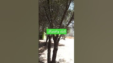 تلاوة ماشاء الله تبارك الرحمان ارح نفسك وانشر تؤجر  #explore #اكسبلور