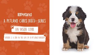 Petland  An Inside Look  Mini Docuseries Episode 2: A day in the life of a Petland Breeder (2020)