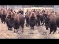 Bison Farm