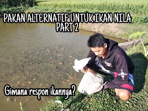 PEMBERIAN PAKAN ALTERNATIF PADA IKAN NILA MANTAP!!!!