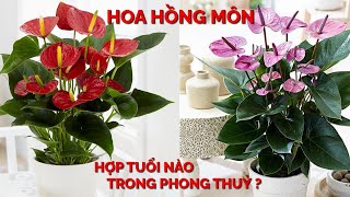 CÂY HỒNG MÔN! Ý nghĩa cây hồng môn trong phong thủy / Cách trồng và chăm sóc /Anthurium Plants Care