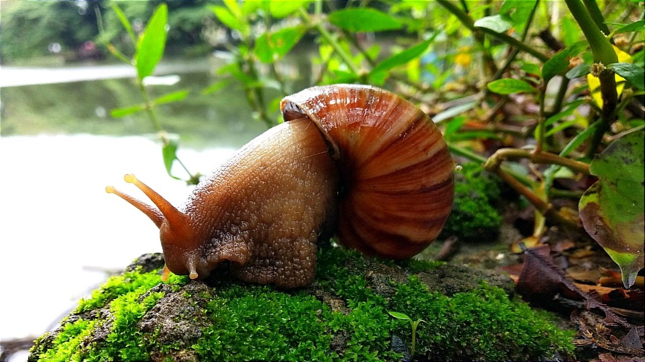 Hunting Snails! Yuk Mencari Hewan Bekicot Yang Terjebak Banjir, Menemukan Keong mas atau Keong Sawah